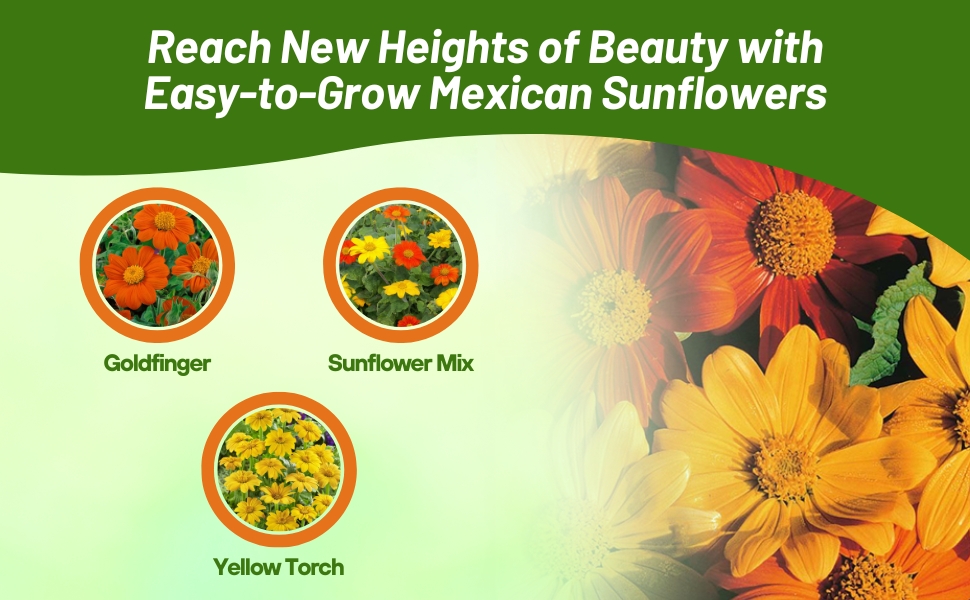 Varieties of Tithonia Mexican Sunflower Flower Seeds
