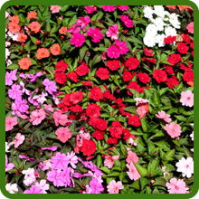 Sun Tolerant New Guinea Impatiens