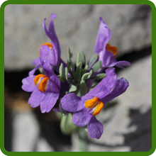 Striking Violet Flowers of Alpine Toadflax