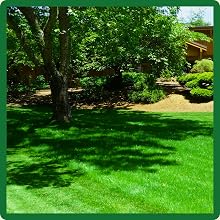 Full Sun to Partial Shade Fine Fescue Lawn Grass Seed