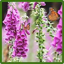 Chinese Foxglove Attracts Beneficial Pollinators