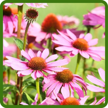 Echinacea purpurea Purple Coneflower Daisy-like Flowers