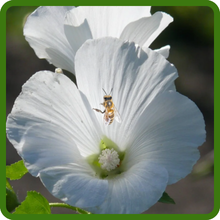 Rose Mallow Flowers Attracts Pollinators