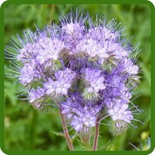 Attractive Blooms of Lacy Phacelia