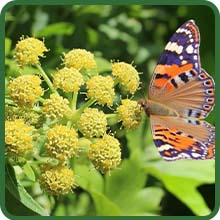 Perennial Lovage Herb Garden Pollinator-Friendly