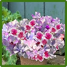 Bicolor Lathyrus Sweet Peas Container Plant