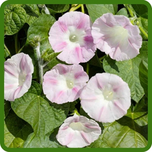 Ipomoea Purpurea Morning Glory Eye Catching Blooms