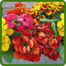 Slipper Flower in Cool Growing Conditions
