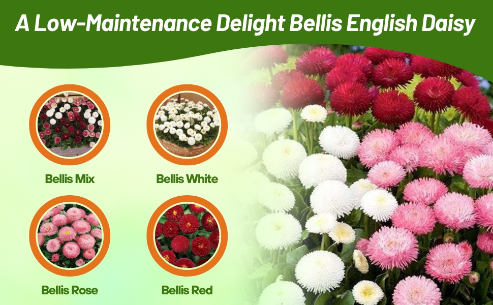 Red, Rose, White, & Bellis Flower Seed Varieties