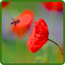 Deer Proof Wildflowers Attract Pollinators