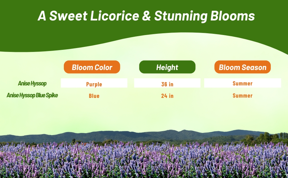 Chart of Anise Hyssop Bloom Color, Season & Height