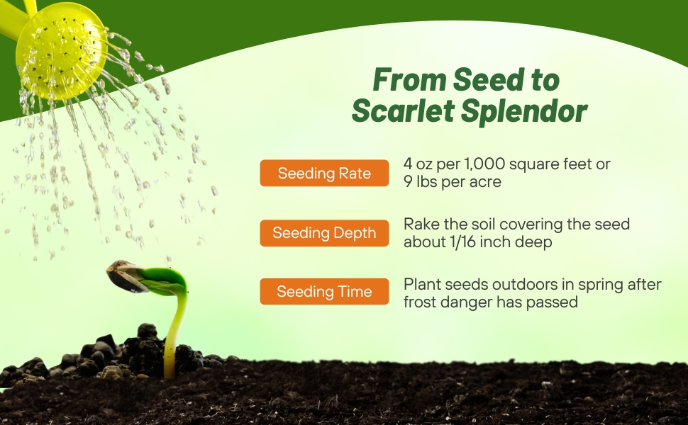 Planting Directions For Scarlet Sage Wildflower Seeds