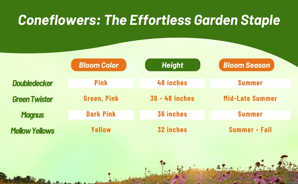 Bloom Season, Color, & Height Chart of Perennial Echinacea Coneflower Flowers