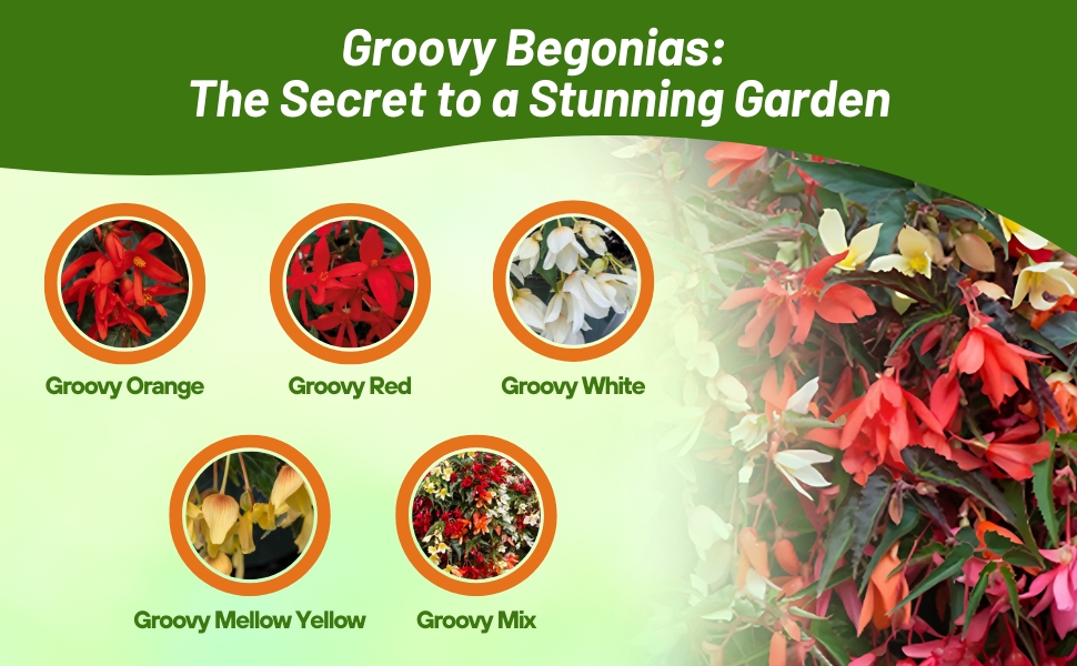 Orange, Red, White, Yellow, & Mix Varieties of Groovy Begonia Flowers