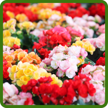LImitless Heat Tolerant Variety of Begonia