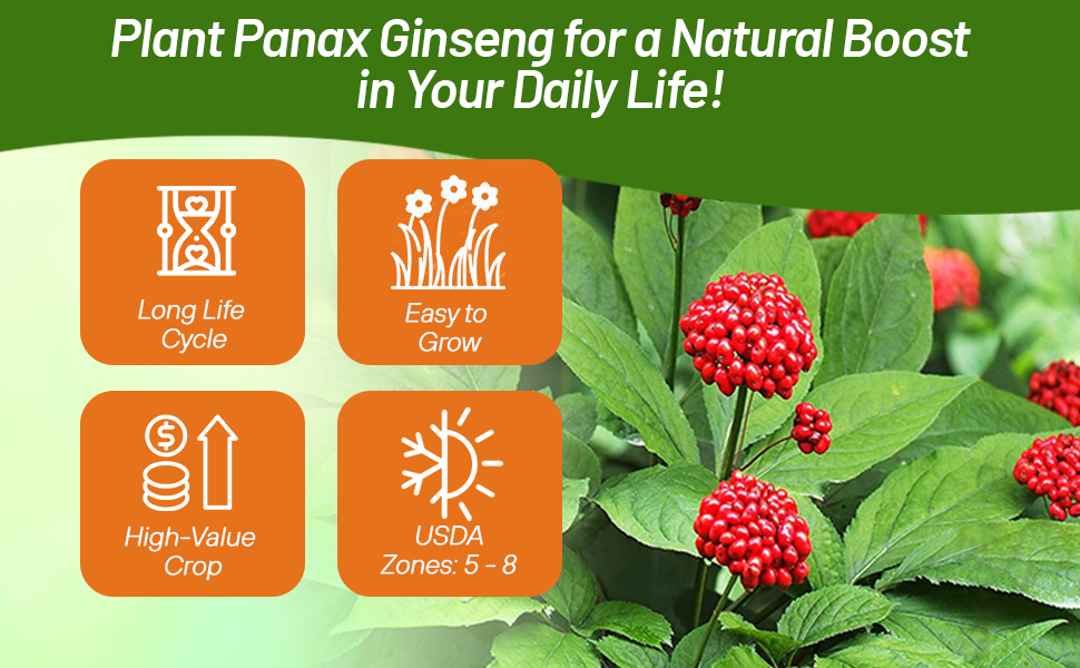 Asian Ginseng Green Foliage With Red Fruits