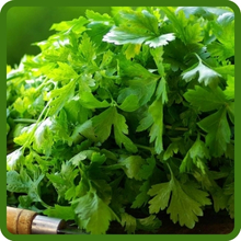 Fast Growing Annual Cilantro Herb Garden Plant