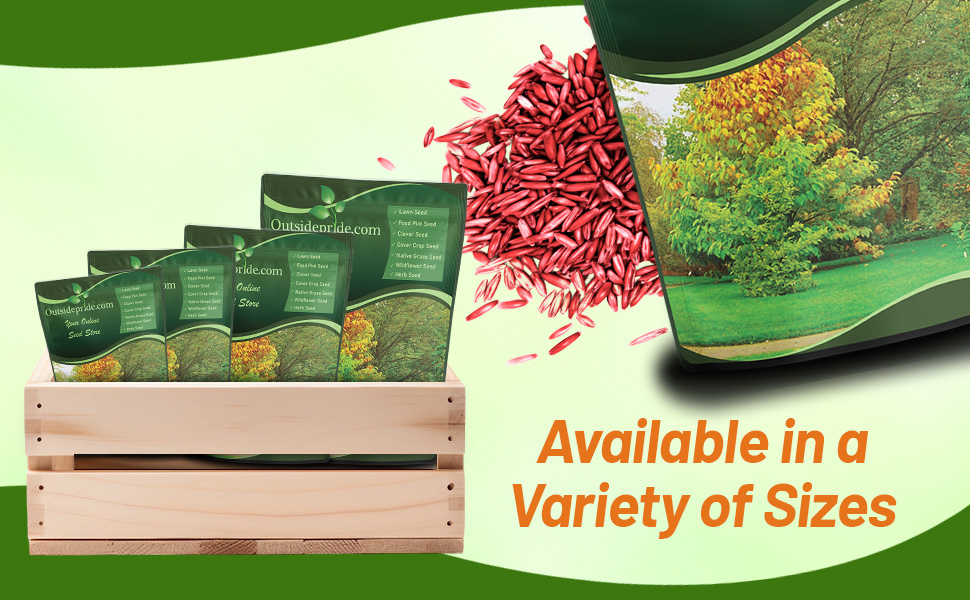 Bulk Coated Hard Fescue Grass Seed For Planting Lawns, Parks, Sports Fields