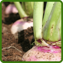 Nutrient Dense Purpletop Turnip Cover Crop Seeds