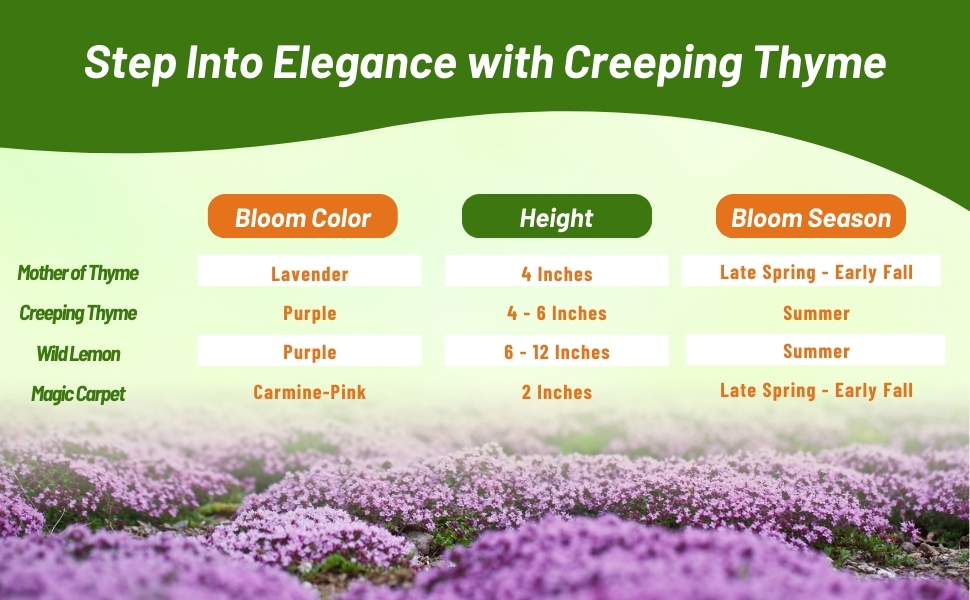 Thymus Creeping Thyme Cart of Bloom Season, Height, & Color
