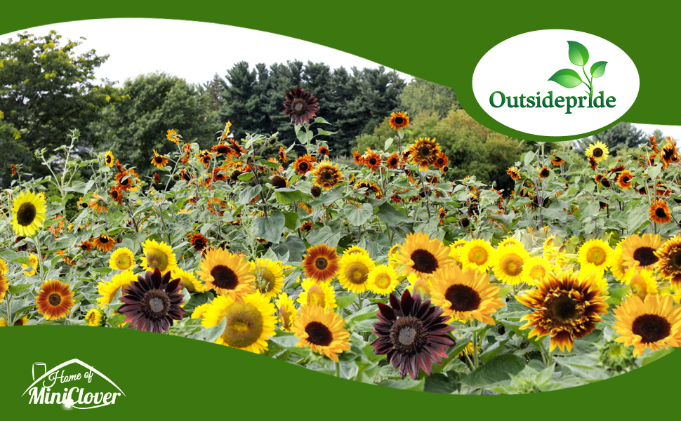 Helianthus Annuus Sunflower Garden in Full Sun