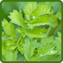 Salad Burnet Edible and Aromatic Leaves