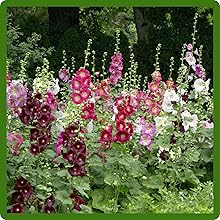 Ease of Growth and First-Year Flowering Halo Hollyhock