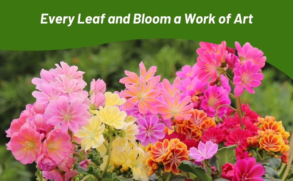 Beautiful Lewisia Flower Mix in Garden