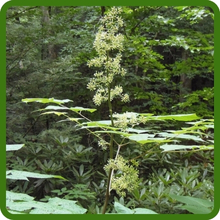 Tall American Spikenard Grows Four Feet Tall