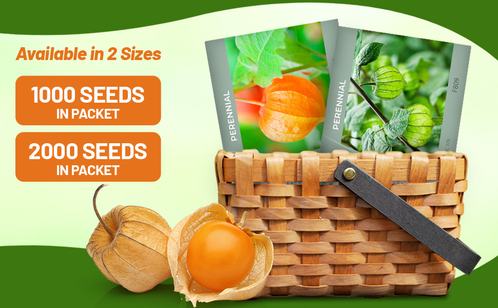 Physalis Seed Packets For Sale of Chnese Lantern & Cape Gooseberry