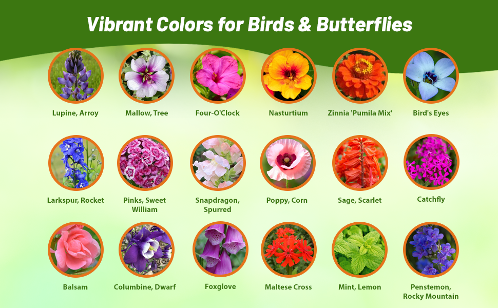 Flower Varieties in Birds & Butterfly Attractant Wildflowers