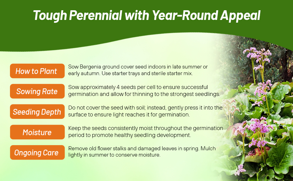 Perennial Bergenia Planting &amp; Directions &amp; Care