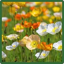 Attractive Blooms of Iceland Poppy