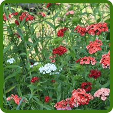 Long-lasting Blooms of Lychnis Flowers