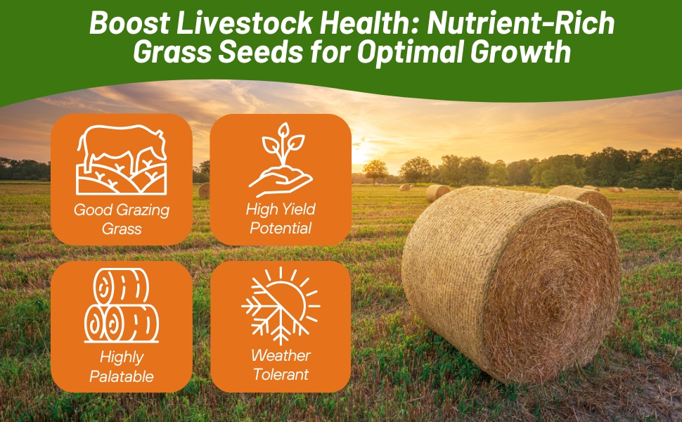 Pasture Grass Seed For Hay Production