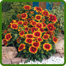 Gaillardia Aristata Blanket Flower Perfect for Borders and Meadows
