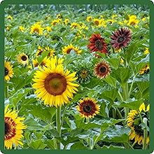 Tall Helianthus Annuus Sunflowers