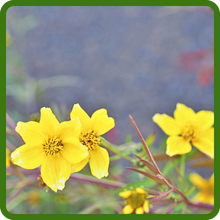 Bur Marigold Yellow with White-Tipped Flower Petals