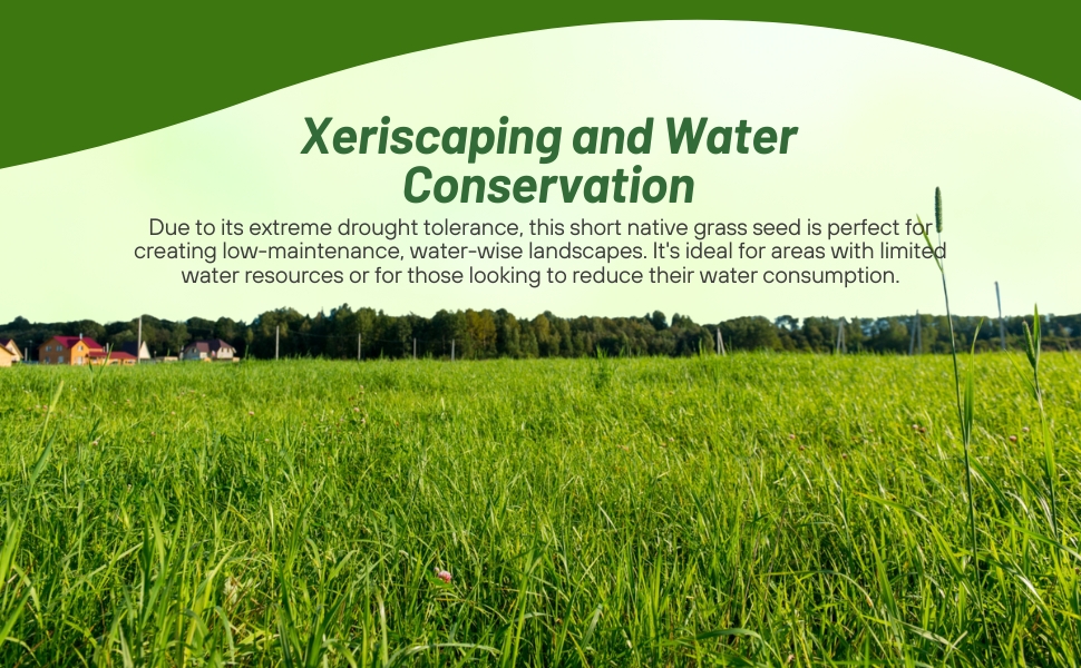 Short Native Grasses For Low Water Conservation & Xeriscaping