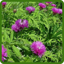 Purple Perennial Cornflower