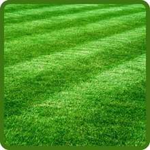 Royal TXD Excellent Turf Quality Bermuda Grass Seed
