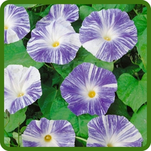 Blue Flowers of Ipomoea Tricolor Morning Glory