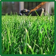 Oasis Heat Tolerant Bermuda Grass Seed