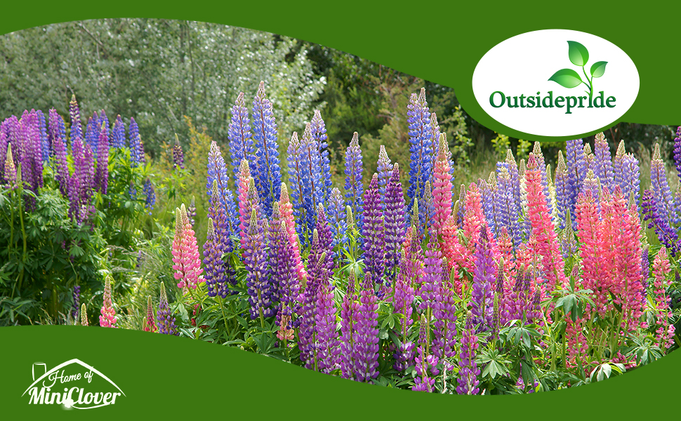 Lupine Wildflower Field Planted From Seeds