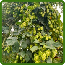 Humulus Lupulus Hops Climbing Vines