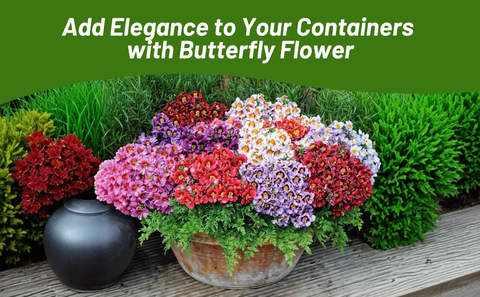 Butterfly Flower Container Plant