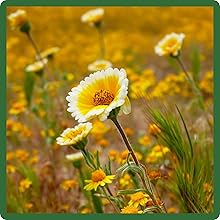 Self-seeding Tidy Tips Flowers For Full Sun