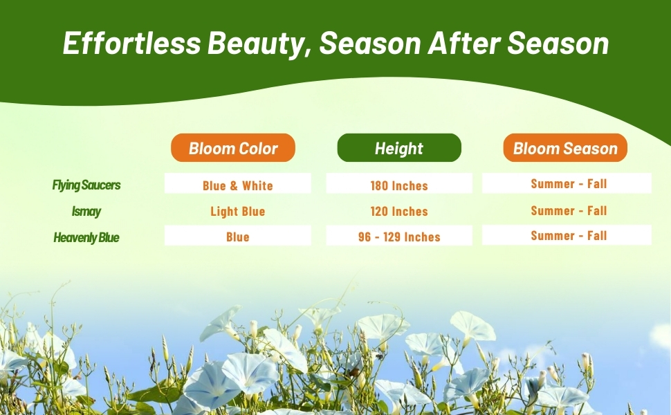 Bloom Color, Height, and Season Chart of Ipomoea Tricolor Morning Glory