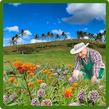 Man Tending to Asclepias Milkweed Flower Garden