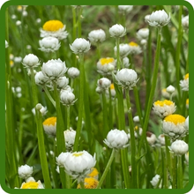 Upright Growth Habit of Winged Everlasting Ammobium